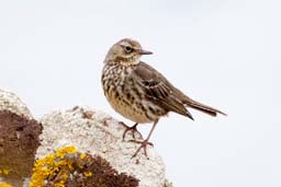 rock pipit